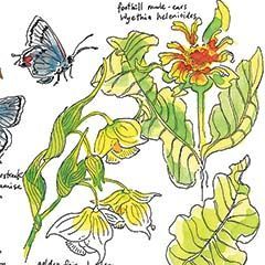 Pages from The Cold Canyon Fire Journals: Green Shoots and Silver Linings in the Ashes. Flowers and Pollinators. ©2022 Robin Lee Carlson