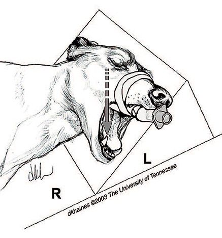 Oblique Mandibular Anesthesia Block. Illustration by Deborah K. Haines ©2003 The University of Tennessee
