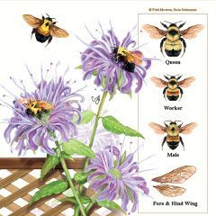 Bombus affinis, rusty patched bumble bees with native plants they depend on. Digital illustration. © 2023 Sorin Sukumaran.