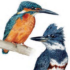 Belted kingfisher (Megaceryle alcyon) and Eurasian Kingfisher (Alcedo atthis). Watercolor. ©2021 Josh Overington