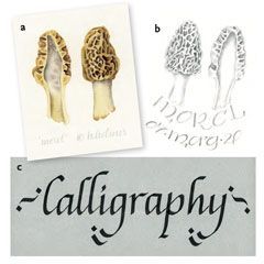 Examples of Italic and Uncial calligraphy along with sketches of Morchella esculenta mushrooms in graphite and in watercolor. Below, Italic calligraphy rendered with a broad nib marker.