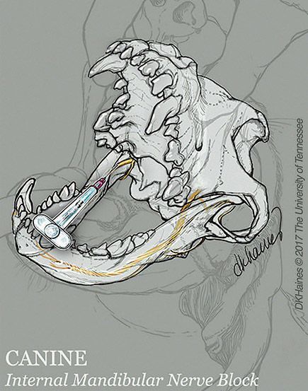 Internal Mandibular Anesthesia Block. Illustration shows innervation of location to administer anesthesia with open-mouth procedure.Designed to teach DVM students proper placement of anesthesia for an internal mandibular block. Created for Dr. Ralph Harvey by Deborah K. Haines ©2015 The University of Tennessee.