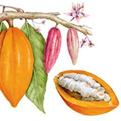 The Album of Plant Families - Author Wendy Hollender Wendy Hollender Chocolate Tree, Cacao, or Cocoa Tree, (Theobroma cacao)