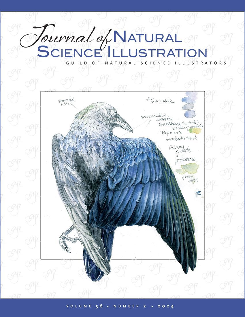 JNSI vol 56 No.2-Cover: A color map. Although the color of the Raven (Corvus corax) appears shiny black, a closer inspection reveals a color sheen on specific feather groups. In outdoor light, at a certain angle, the feathers reflect cerulean, ultramarine, or olive green among the black. The open-wing study is not a painting of local color but is a color map for later reference. Canson Montval Watercolor Sketchbook®, graphite and watercolor, 140 lb. (300g) cold press, (June 14, 2021). © 2021 Linda Miller Feltner