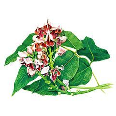 Apios americana
ground nut, watercolor,
© 2013 Dick Rauh