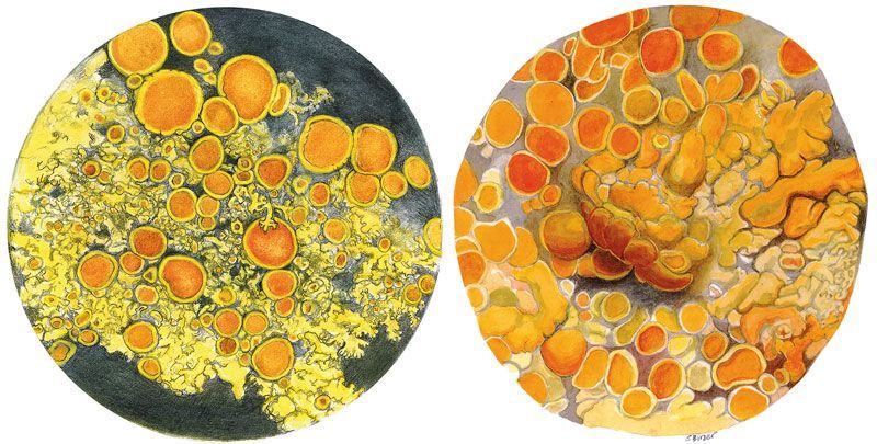 Figure 2: Two species of lichen drawn for interpretive panel (see Fig. 6), ©2015 Sharon Birzer
(left) Candalaria Meneziesii on sitka spruce twig
(right) Xanthoria sp.
