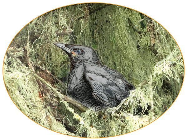 Figure 3: illustration of baby crow; ©2015 Sharon Birzer.