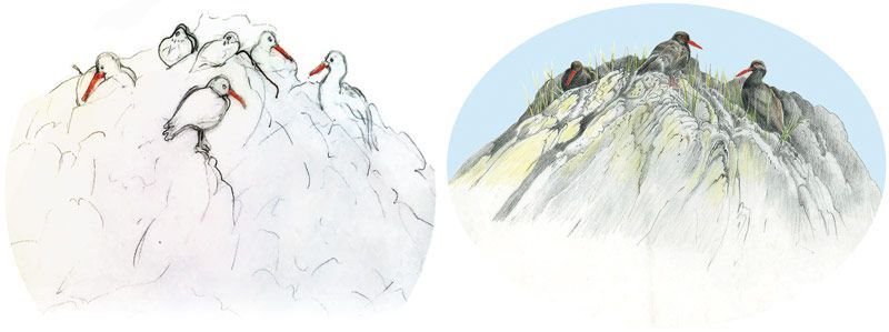 Figure 4: Black Oystercatcher illustration and sketch (for Upland panel below), ©2015 Sharon Birzer