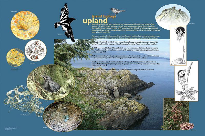 Figure 5: Upland island ecology panel, ©2015 Juneau Lighthouse Association and Birzer Studios