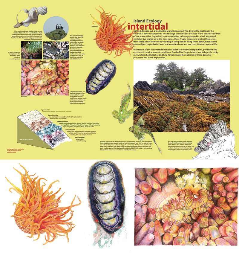 Figure 6: (top) Intertidal island ecology panel, ©2015 Juneau Lighthouse Association and Birzer Studios
Individual images: (bottom) ©2015 Sharon Birzer:
Left: Metridium senile (Short Plumose Anemone)
Middle: Katharina tunicata (Black Katy Chiton)
Right: Urticina coriacea (Rose Anemone)