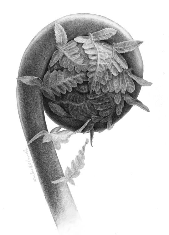 Cladophlebis crozier
graphite and carbon dust ©2009 Marlene Hill Donnelly