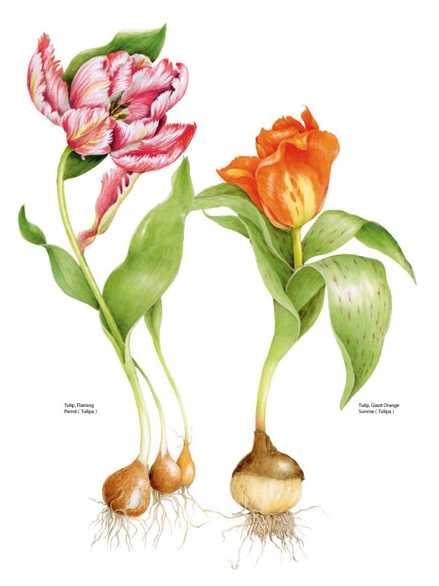 Two Lily family tulips. Two Lily family tulips.