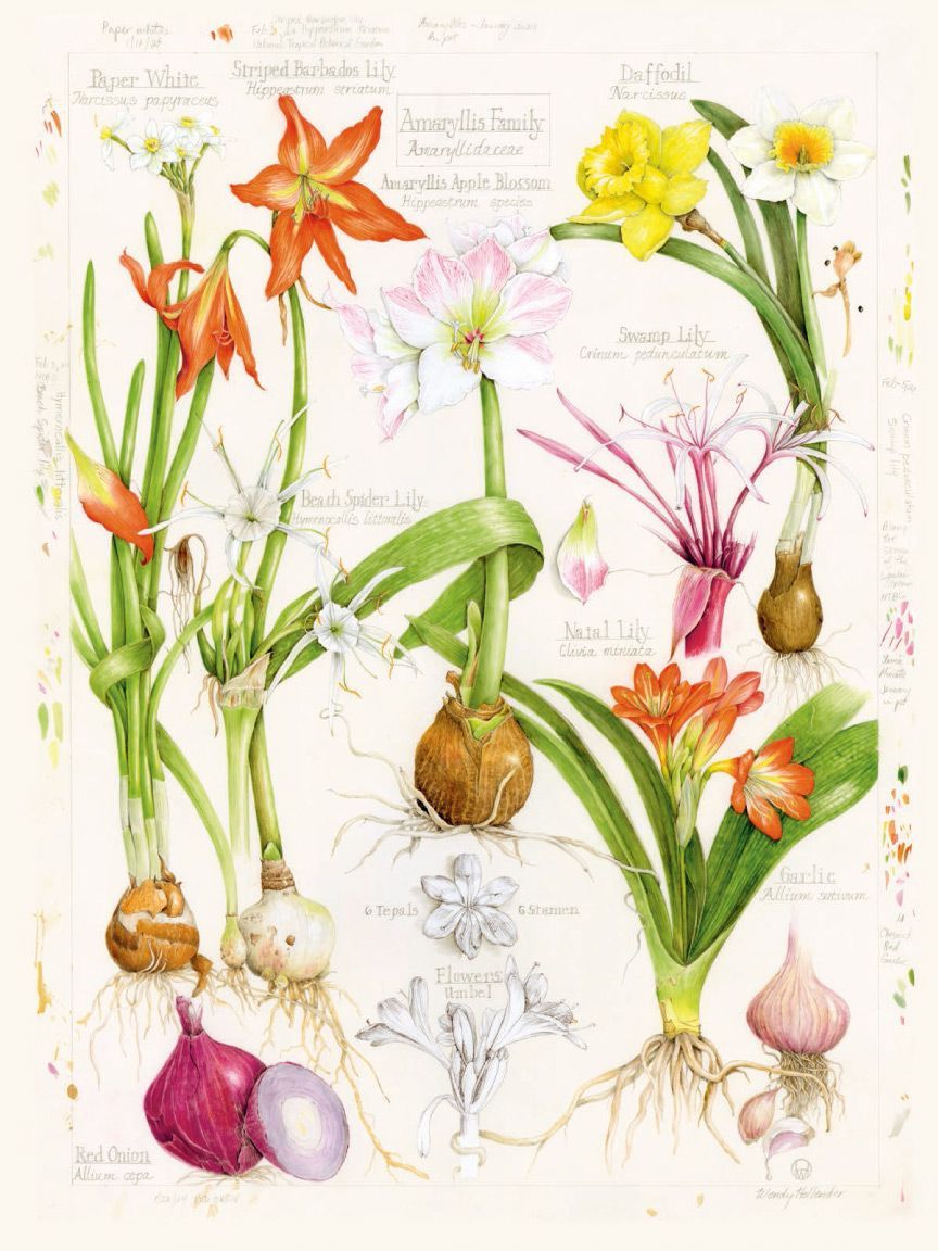 A plate of illustrations of lillies and allium bulbs (garlic and red onion) A plate of illustrations of lillies and allium bulbs (garlic and red onion)
