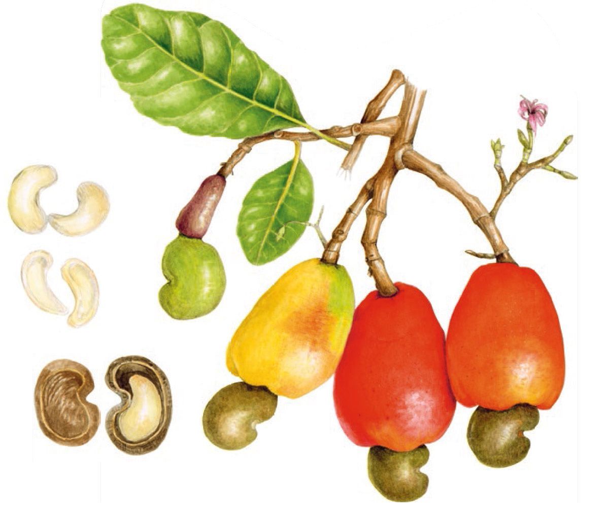 Botanical illustration of cashew fruits and nuts on a branch with leaves and a flower. Botanical illustration of cashew fruits and nuts on a branch with leaves and a flower.