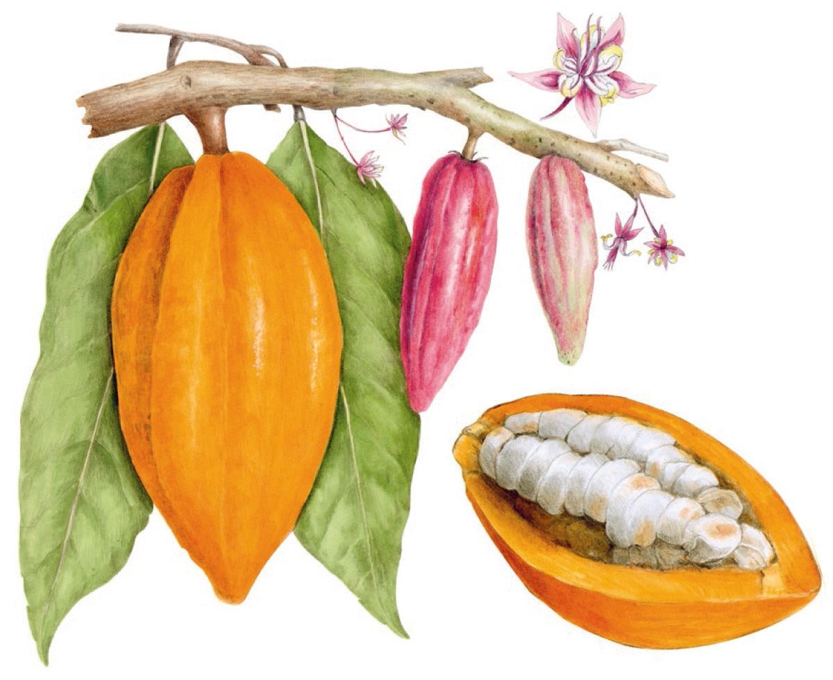 Botanical illustration of cacao seed pods on a branch and cut open Botanical illustration of cacao seed pods on a branch and cut open