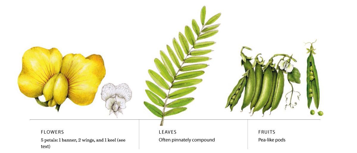 Pea flowers, leaves, and pods. Pea flowers, leaves, and pods.