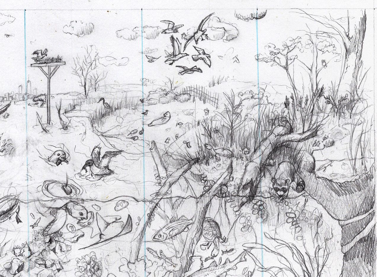 F(right) Matching detail from the final sketch, drawn to scale and incorporating feedback from the AMNH team.ki (right) Matching detail from the final sketch, drawn to scale and incorporating feedback from the AMNH team.