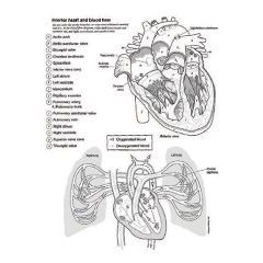 Thumbnail of anatomy
coloring pages. © 2020
Hayden-McNeil, LLC