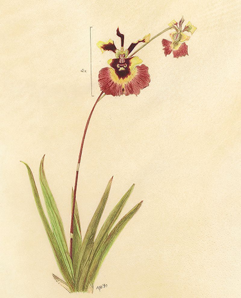 Orchid, watercolor on Vellum ©2010