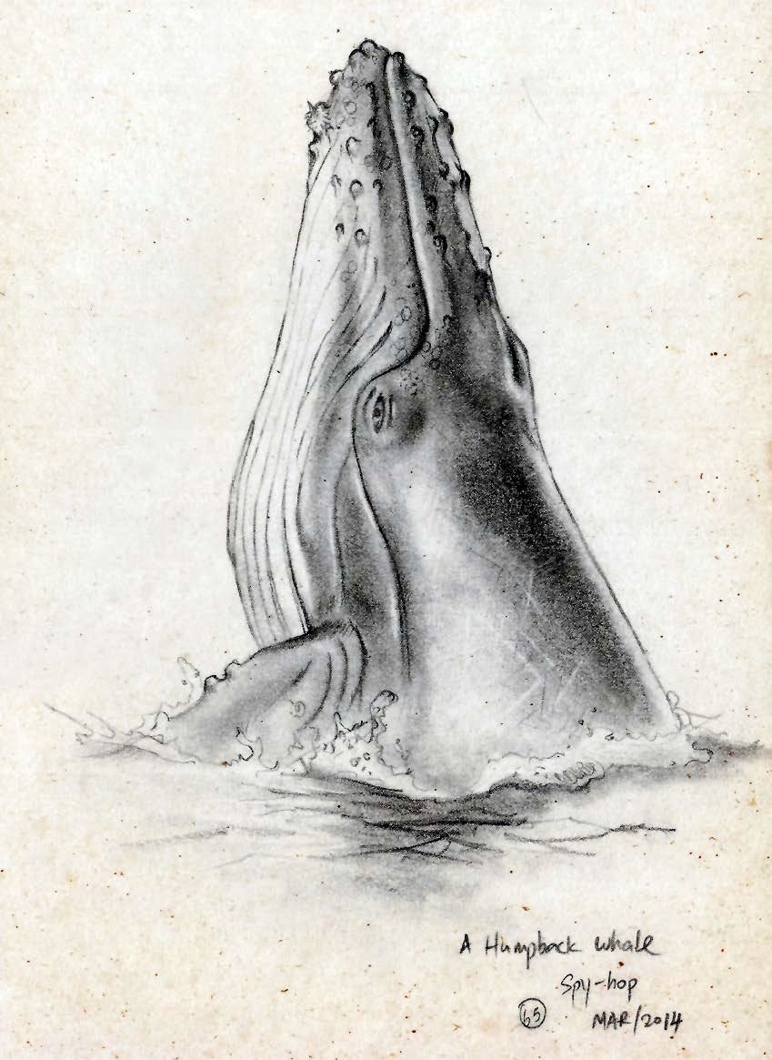 Figure 1: Humpback Whale #65, March 2014. The painting was selected 
by Asian Geographic  for inclusion in Van’s book Wildlife of the South China Sea.
