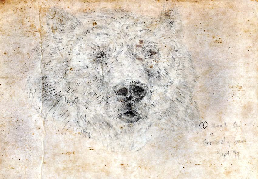 Grizzly Bear (Ursus arctos horribilis), Van's first illustration, created in September 1997, included in his self-made sketchbook. Each illustration in the 