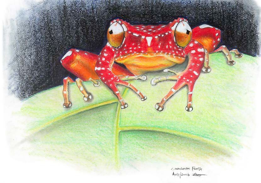 Cinnamon Tree Frog (Nyctixalus pictus) Figure 3: Cinnamon Tree Frog (Nyctixalus pictus): The reception of
this illustration proved a turning point in Van’s career as a scientific illustrator
and opened the doors to commissioned work.