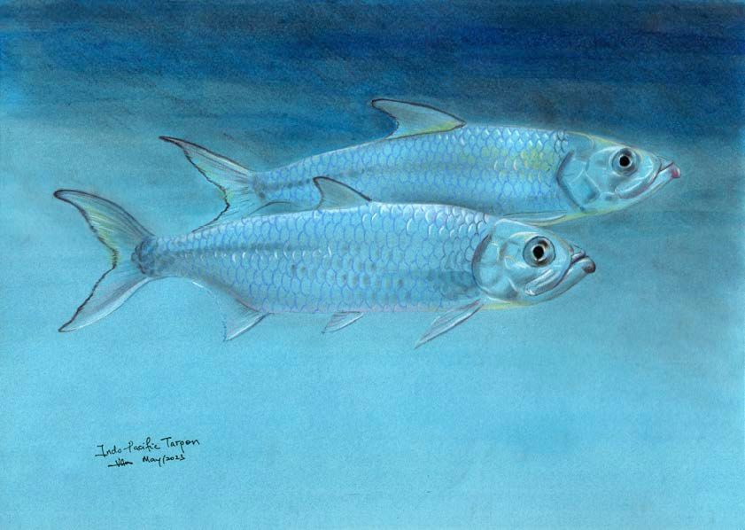 Indo-Pacific Tarpon Figure 9: Illustration included in Wildlife in the South China Sea. Indo-Pacific Tarpon