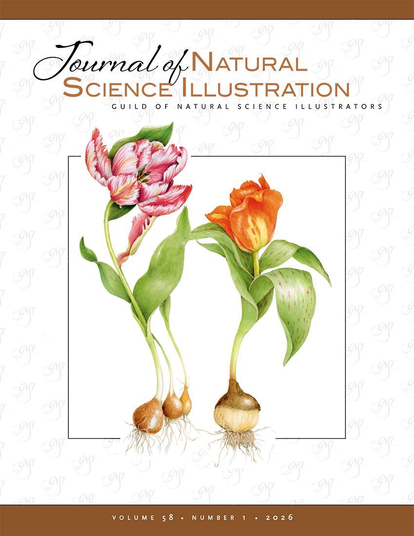 Journal of Nature Science Illustrators Vol.58 No. 1: Cover image Tulips