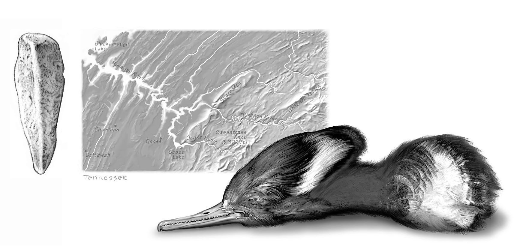 © 2006. Amelia Janes. Merganser head, Native American stone celt and map.