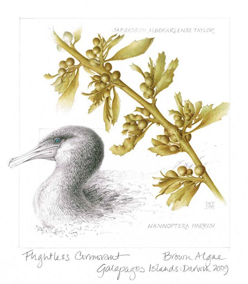 The Galápagos flightless cormorant (Phalacrocorax harrisi, formerly known as Nannopterum harrisi) and brown algae