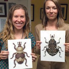 Becca Jabs and Jillian Ditner present some seriously complicated weevil illustrations