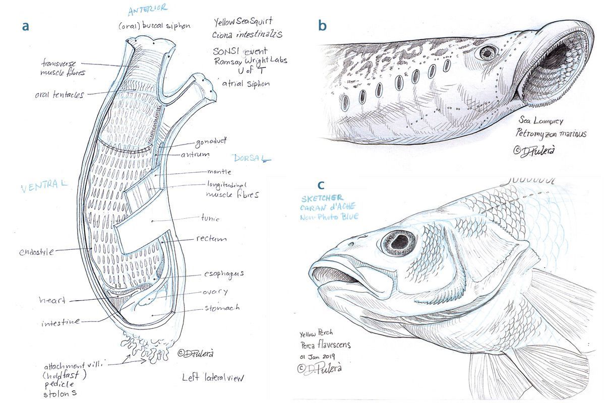 Study of a sea squirt/ tunicate (Ciona intestinalis). Austria Staedtler Non-Photo Blue 108 30 and graphite pencil.
Study of the head of the sea lamprey (Petromyzon marinus). Austria Staedtler Non-Photo Blue 108 30 and graphite pencil.
Study of the head of a Yellow Perch (Perca flavescens). Sketcher Caran d’Ache Non-Photo Blue and graphite pencil.
©Dino Pulerà