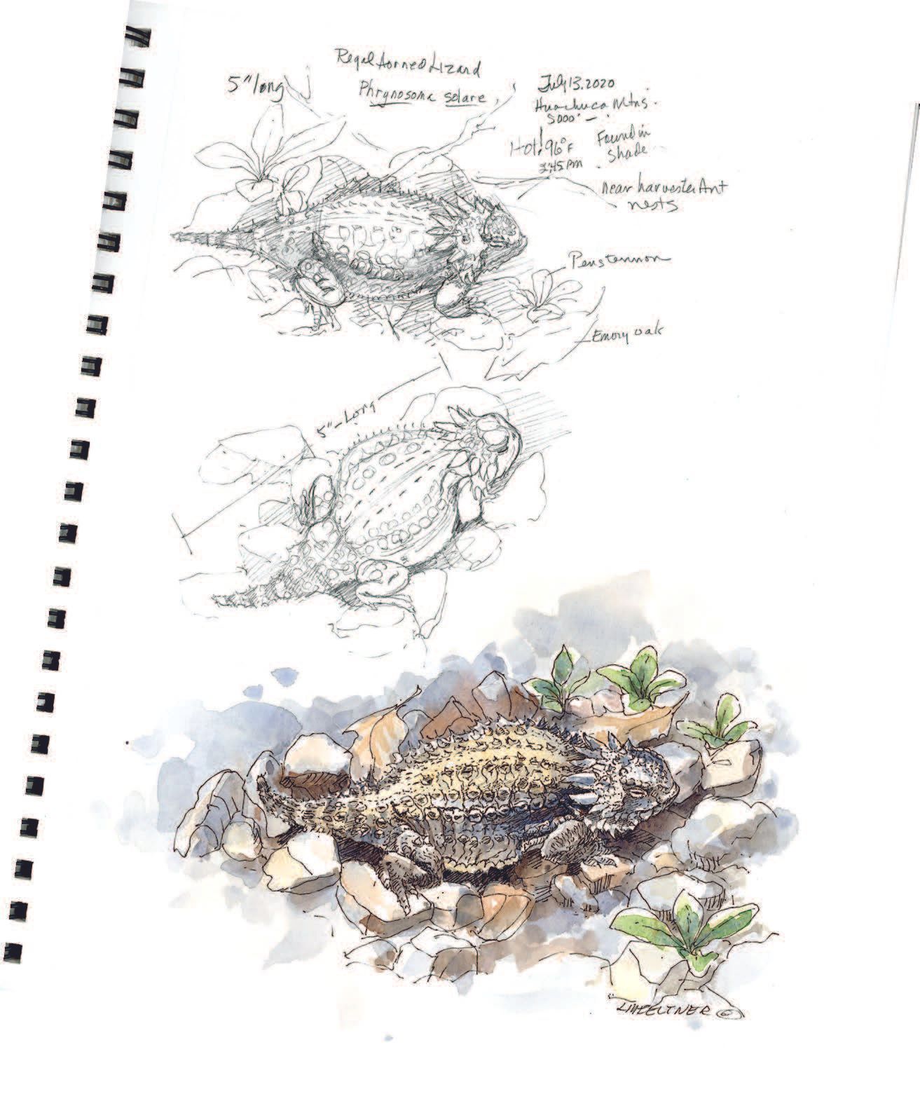Regal horned
lizard (Phrynosoma solare).
