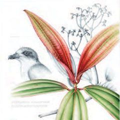 Galápagos petrel (Pterodroma phaeopygia) and cacaotillo shrub (Miconia robinsoniana).
