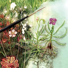 India’s three
native sundew species
From Hidden
Kingdom: Fantastical Plants
of the Western Ghats. © Nirupa
Rao
