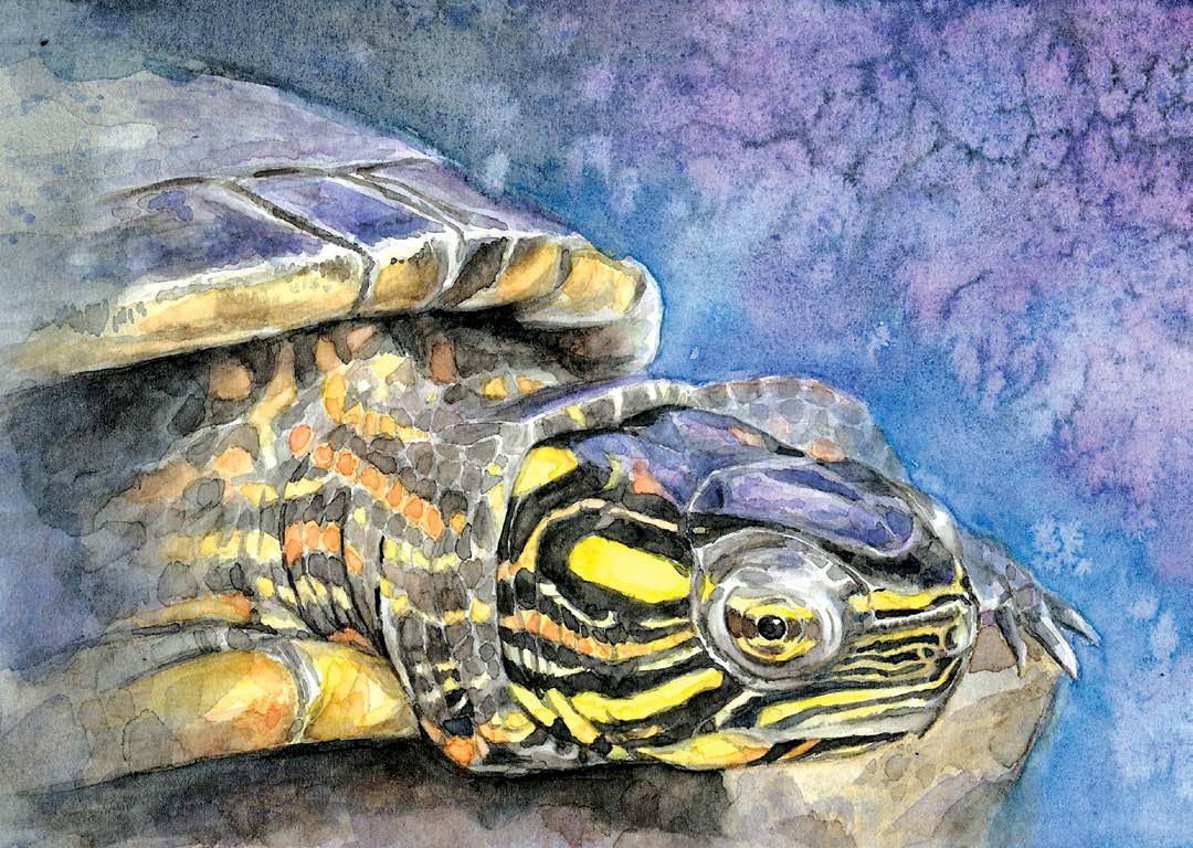 Eastern painted turtle (Chrysemys picta). Watercolor. © 2024 Haley Grunloh 