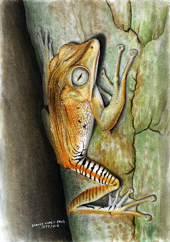 Borneo Eared Frog (Polypedates otilophus) Figure 4: Borneo Eared Frog (Polypedates otilophus). Van’s first illustration commissioned outside of Asia.