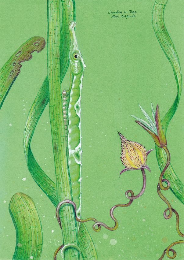 Title: Figure 9: An illustration included in Wildlife in the South China Sea: Seahorse and sea grass.
