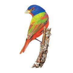 Painted bunting (Passerina ciris). Colored pencil on paper. © 2024 Pamela Riddle