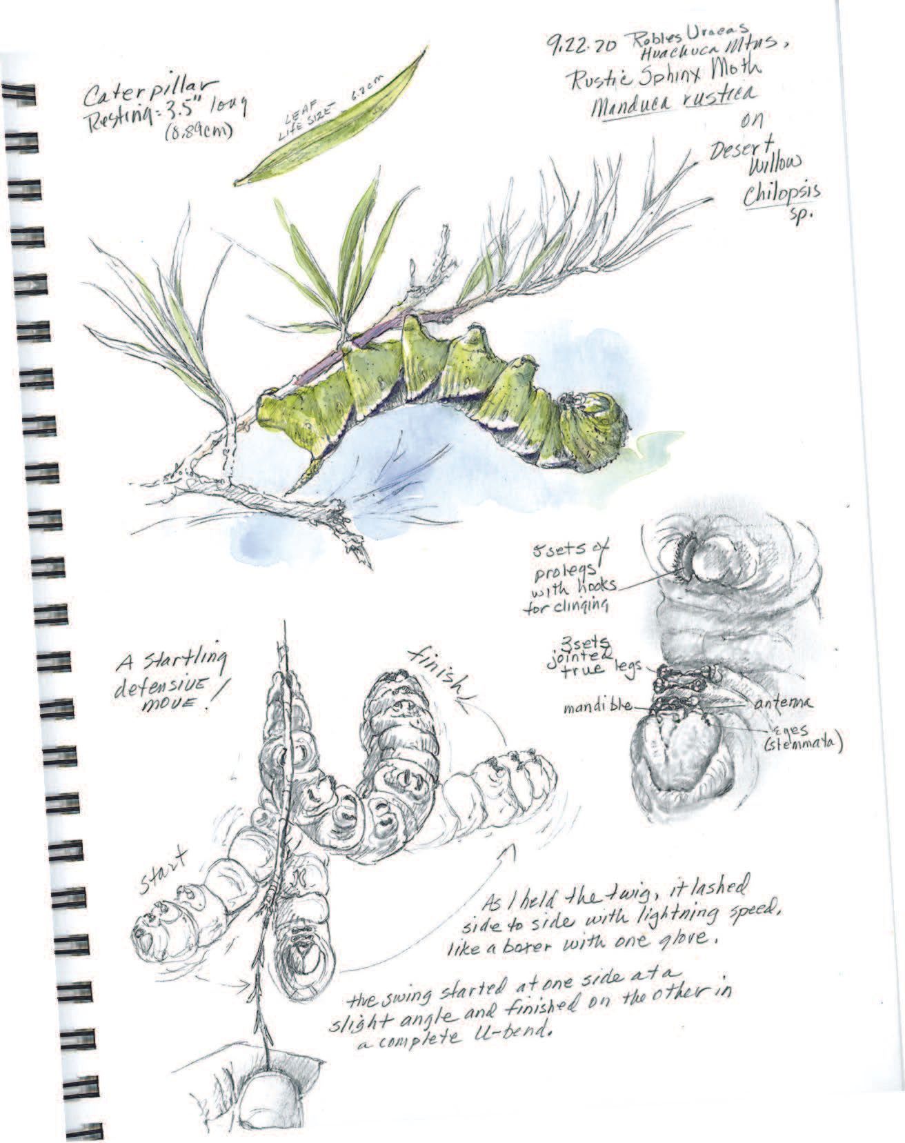 The boxing caterpillar.