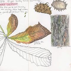 Sketch done while teaching nature
journaling at Center for Environmental
Education and Discovery, Brookhaven,
NY. Micron pen and watercolor in
Jalen's Art Creation sketchbook. Jennifer Lucas