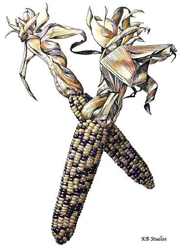 Indian corn. Digital rendering. © 2024 Kim Burris