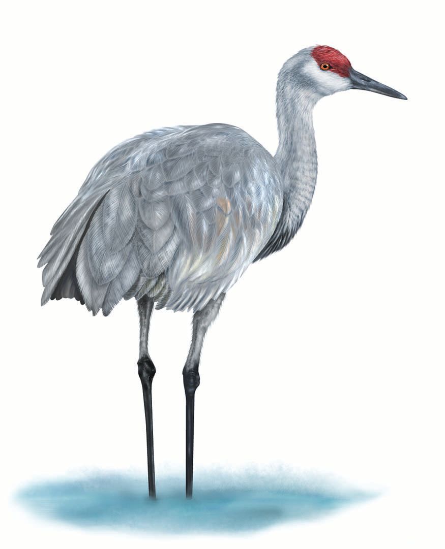 Figure 5: Sandhill crane (Grus canadensis). Adobe Illustrator and Photoshop, Corel Painter. © 2012 Science Lab Studios, Inc.