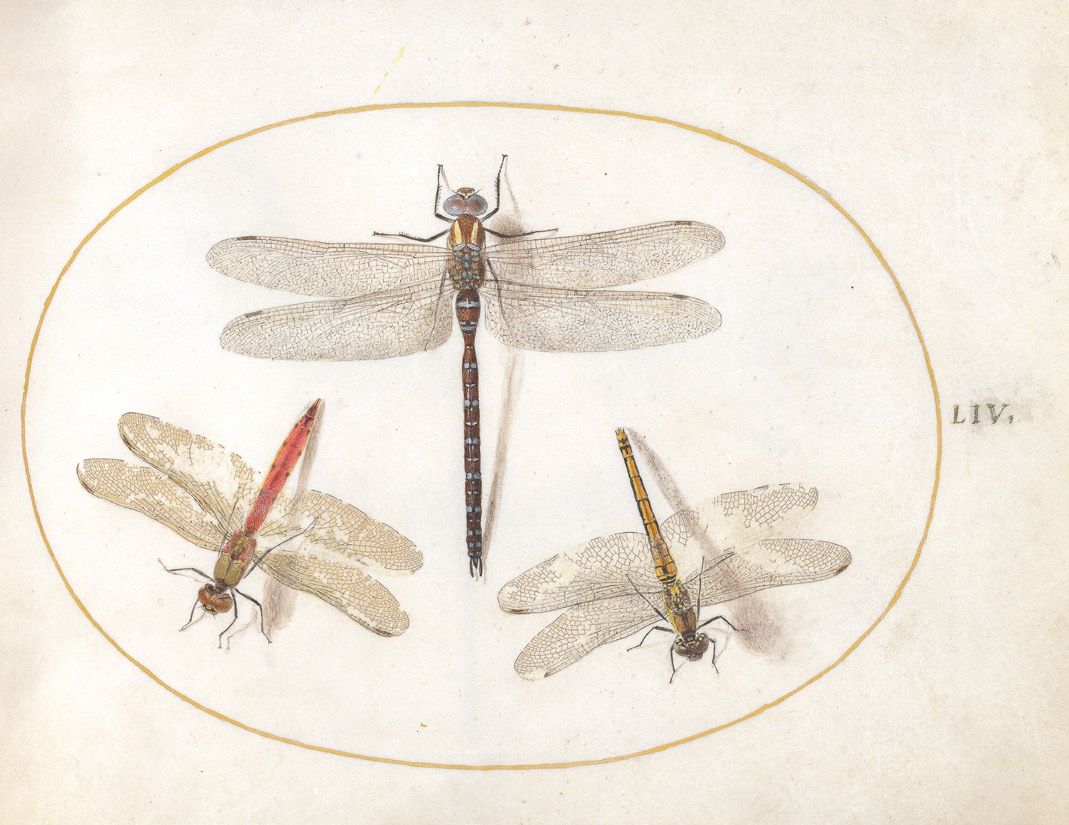 Joris Hoefnagel,
Hairy Dragonfly and Two
Darters (Ignis, Plate 54),
c.1575/1590s. Transparent
and opaque watercolor,
dragonfly wings, oval border
in gold on parchment.
5.625”x 7.25” (14.3 x 18.4 cm).
National Gallery of Art,
Gift of Mrs. Lessing J.
Rosenwald 1987.20.5.55