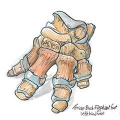 Elephant
foot bones study sketch using
mixed media with colored
pencils, brush pens, design
markers on Clear Print vellum. Dino Pulera