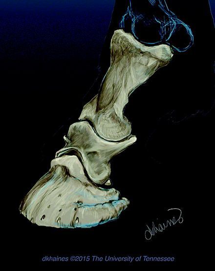 Equine Foot Left Front (P1-3). Illustration shows proper settign of phalanges in relation to the hoof wall. Created by Deborah K. Haines for UTCVM Farrier Service. ©2015 The University of Tennessee.