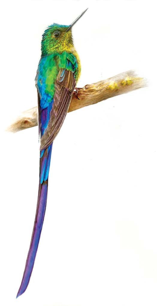 Violet-tailed sylph hummingbird (Aglaiocercus coelestis). Colored pencil on Dura-Lar® film. © 2024 Marylou Connolly