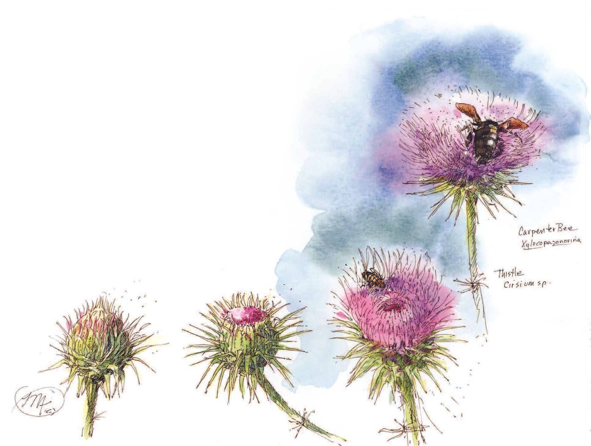 Contemplating insects on a thistle. Ink and watercolor.