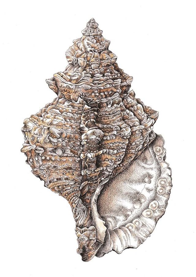 Book Review: Natural History Illustration in Pen and Ink