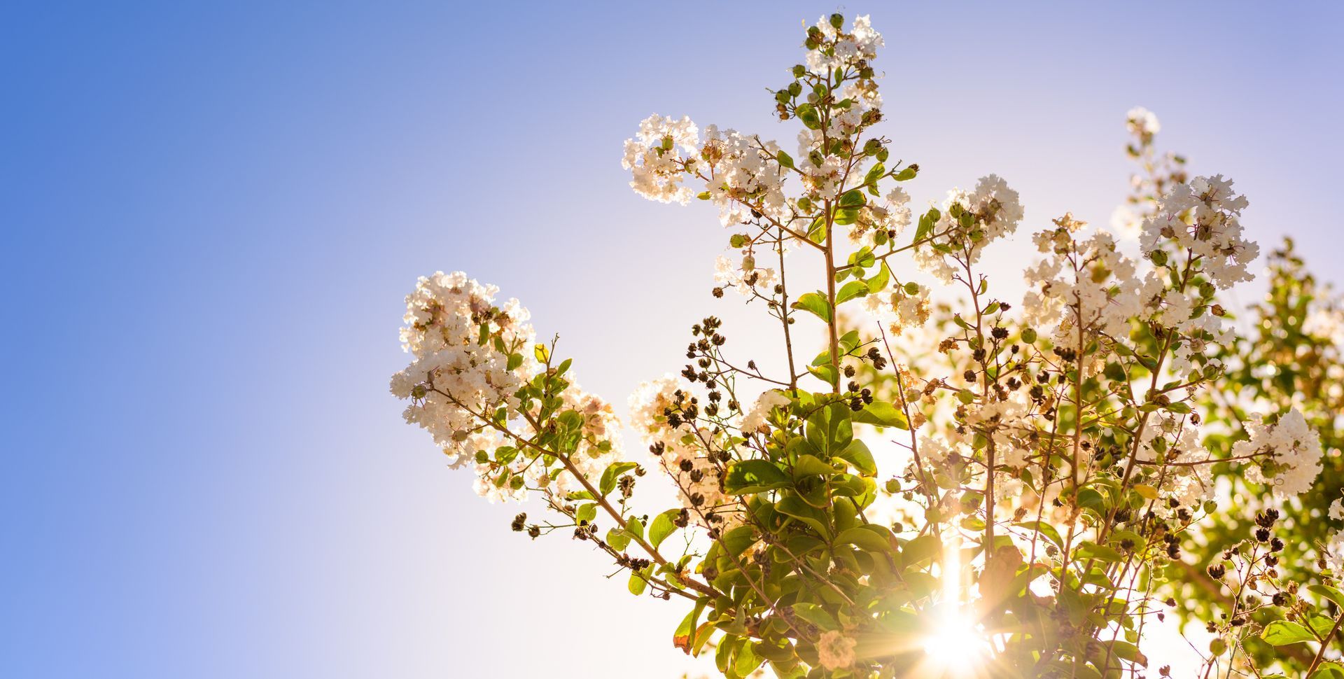 Flores de primavera com o sol a brilhar